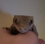 Wimpergekko met terrarium, Dieren en Toebehoren, Hagedis, Met terrarium, 3 tot 6 jaar