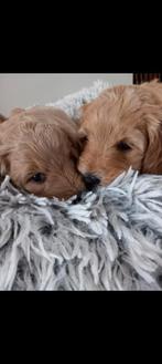 Prachtige kerst 🎅 labradoodle pups., Dieren en Toebehoren, Overige rassen, 8 tot 15 weken, Meerdere, Meerdere dieren