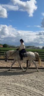E-Pony te koop (of tijdelijk te leasen), Dieren en Toebehoren, Paarden, Ruin, Recreatiepaard