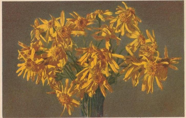 BLOEM BLOEMEN JAREN 50-60 ZEER MOOIE OUDE KAART KJ456, Verzamelen, Ansichtkaarten | Themakaarten, Ongelopen, 1940 tot 1960, Overige thema's