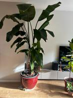 Grote Strelitzia Plant - Paradijsvogelbloem, Volle zon, Vaste plant, Bloeit niet, Ophalen