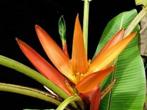 5 x Musa aurantiaca banaan zaden, Tuin en Terras, Ophalen, Gehele jaar, Zaad