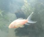Albino Corydoras sluierstaart, Dieren en Toebehoren, Vis