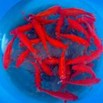 Ogata Benigoi Taiho incl. overwintering | Tosai vissen, Dieren en Toebehoren, Karper of Koi