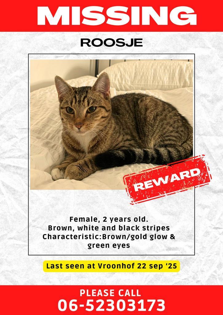 Kat vermist—- Roosje—, Dieren en Toebehoren, Vermiste en Gevonden Dieren, Kat