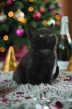 Britse Korthaar katertje met stamboom Jip zoekt 4-ever home, Kater, Gechipt, 0 tot 2 jaar