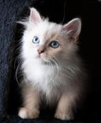 September adopteren Siberische Neva Masquerade hypoallergeen, Meerdere dieren, Langharig, 0 tot 2 jaar