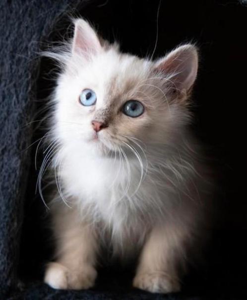 September adopteren Siberische Neva Masquerade hypoallergeen, Dieren en Toebehoren, Katten en Kittens | Overige Katten, Langharig