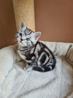 Britse korthaar kitten tabby Whiskas kater met stamboom, Dieren en Toebehoren, Kater, Met stamboom, 0 tot 2 jaar