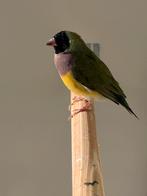 Mooie gould amadine pop, Dieren en Toebehoren, Vogels | Overige Vogels, Vrouwelijk, Tropenvogel, Geringd