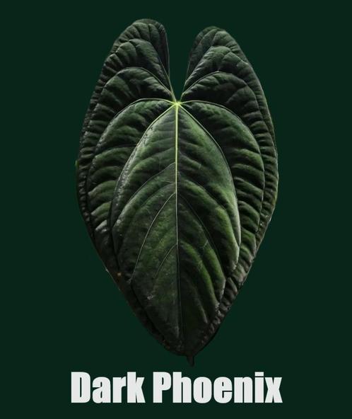 Anthurium Dark Phoenix, Huis en Inrichting, Kamerplanten, Overige soorten, Minder dan 100 cm, Ophalen of Verzenden