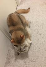 Britse korthaar dekkater stamboom ervaren golden shaded, Dieren en Toebehoren, Katten en Kittens | Dekkaters