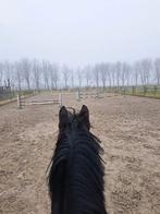 Pensionstal, Dieren en Toebehoren, Stalling en Weidegang, Stalling