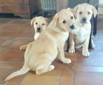 Enthousiaste Aussiedor pups., Dieren en Toebehoren, 8 tot 15 weken, CDV (hondenziekte), Meerdere, Meerdere dieren
