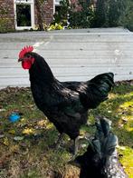 Gratis af te halen Jersey Giant Haan, Dieren en Toebehoren, Mannelijk, Kip