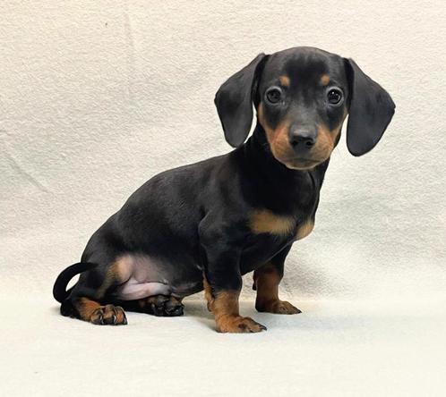 Teckel pups, Dieren en Toebehoren, Honden | Teckels en Dashonden, Meerdere dieren, Korthaar, Dwerg, Fokker | Professioneel, Meerdere