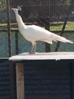vierjarige witte pauw haan, Dieren en Toebehoren, Pluimvee, Vrouwelijk, Kip