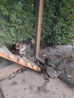 Legkip kriel Barnevelder hennen 4 stuks toompje, Dieren en Toebehoren, Vrouwelijk, Kip