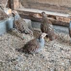 Te koop europese patrijzen, Dieren en Toebehoren, Meerdere dieren, Wildzangvogel, Geringd