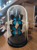 Prachtige vlinders in stolp, Huis en Inrichting, Woonaccessoires | Stolpen, Ophalen of Verzenden, Zo goed als nieuw, H, H