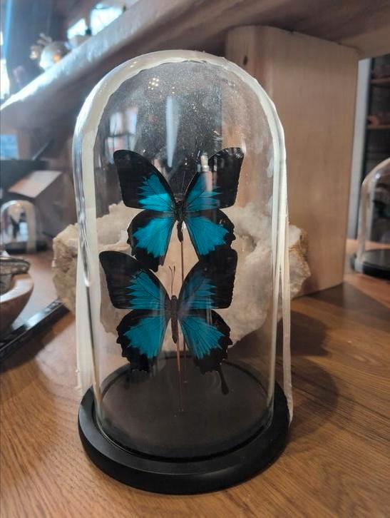 Prachtige vlinders in stolp, Huis en Inrichting, Woonaccessoires | Stolpen, Zo goed als nieuw, Ophalen of Verzenden