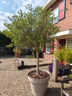 Olijfboom, Tuin en Terras, Planten | Bomen, Olijfboom, 250 tot 400 cm, Zomer, Ophalen