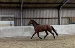 Leuke 2,5 jarige dressuur ruin!, Dieren en Toebehoren, Paarden, Gechipt, Ruin, Dressuurpaard, 0 tot 2 jaar