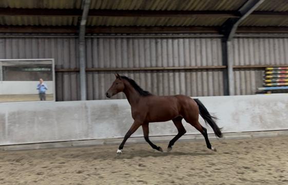 Leuke 2,5 jarige dressuur ruin!, Dieren en Toebehoren, Paarden, Ruin, Onbeleerd, 0 tot 2 jaar, Dressuurpaard, Met stamboom, Gechipt