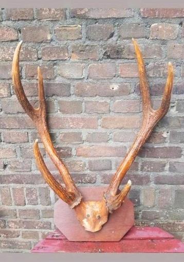Prachtig MEGA Rusa Sambar hert ( Aziatisch ) schedel herten
 beschikbaar voor biedingen