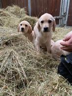 Hele mooie blonde labrador pups te koop, Dieren en Toebehoren, Particulier, Meerdere, 8 tot 15 weken, Meerdere dieren