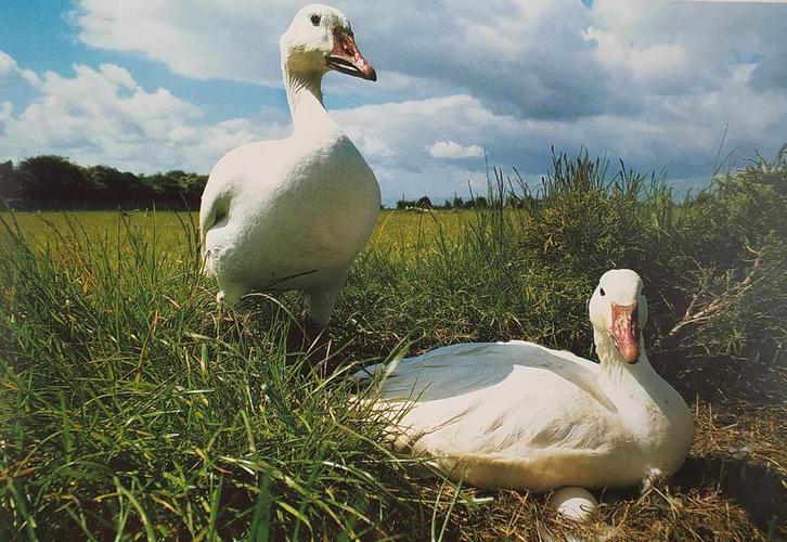 Sneeuwgans, grote (gezocht), Dieren en Toebehoren, Pluimvee, Kip, Meerdere dieren