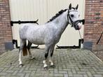 knappe schimmel Welsh A pony ruin, Dieren en Toebehoren, Pony's, Ruin, Zadelmak, A pony (tot 1.17m), 3 tot 6 jaar