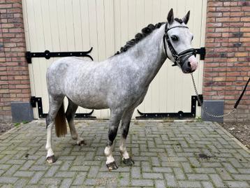 knappe schimmel Welsh A pony ruin beschikbaar voor biedingen