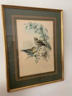 Antieke Engelse gravure van vogels. Ingelijst, Ophalen