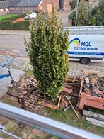 Gratis hout pallet, Tuin en Terras, Haardhout, Minder dan 3 m³, Ophalen