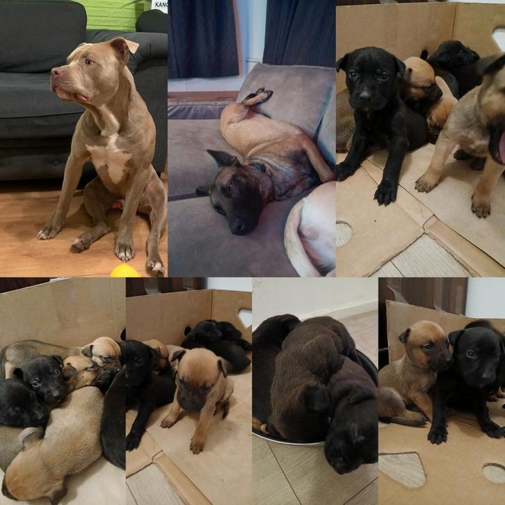​🔥 Laatste Staff Malinois Pups! | Slechts €550 All-in 🔥, Dieren en Toebehoren, Honden | Niet-rashonden, Meerdere dieren, Particulier