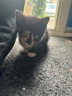 🐾 4 lieve kittens zoeken een nieuw thuis 🐾, Dieren en Toebehoren, Katten en Kittens | Overige Katten, Meerdere dieren, Kortharig