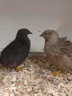 Chinese dwergkwartels, Meerdere dieren, Tropenvogel, Geringd