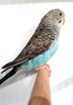 Fraaie blackwing blauw split blackface, Dieren en Toebehoren, Meerdere dieren, Parkiet