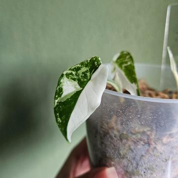 Alocasia Simpo Albo beschikbaar voor biedingen