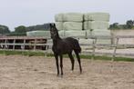 Jonge hengst van Escamilla Bravo, Dieren en Toebehoren, Paarden, Dressuurpaard, 0 tot 2 jaar, Hengst, 170 tot 175 cm