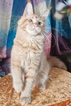 Maine coons-alleen moie poesjes met stamboom nog vrij, Meerdere dieren, Gechipt, 0 tot 2 jaar