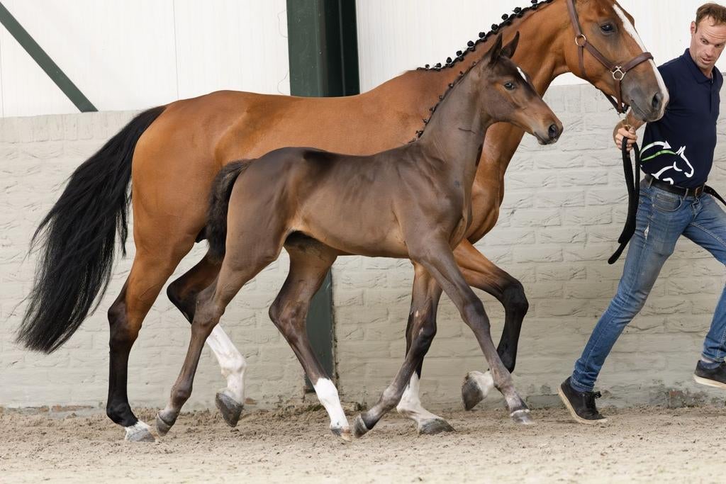 Drachtige merrie, Merrie, Springpaard, 3 tot 6 jaar, 165 tot 170 cm