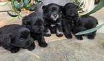 Lieve puppy's Pomeriaan x Boomer🐶🖤, Dieren en Toebehoren, Overige rassen, 8 tot 15 weken, Meerdere, Meerdere dieren