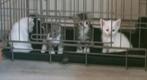 Prachtige kittens Turkse Angora x Bengaal te reserveren, Dieren en Toebehoren, Katten en Kittens | Raskatten | Korthaar, Meerdere dieren