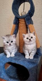 Britse korthaar kittens - Silver brown, Silver en black Silv, Dieren en Toebehoren, Katten en Kittens | Raskatten | Korthaar, Meerdere dieren