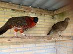 Fazanten, Dieren en Toebehoren, Meerdere dieren, Overige soorten