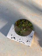 Spiegel terrazzo, Ophalen of Verzenden, Zo goed als nieuw