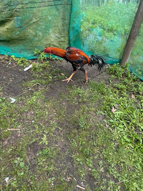 Shamo Brazil, Dieren en Toebehoren, Pluimvee, Kip, Mannelijk