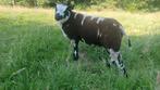 Mooie bonte dekrammen tekoop, Dieren en Toebehoren, Schapen, Geiten en Varkens, Mannelijk, Schaap, 0 tot 2 jaar